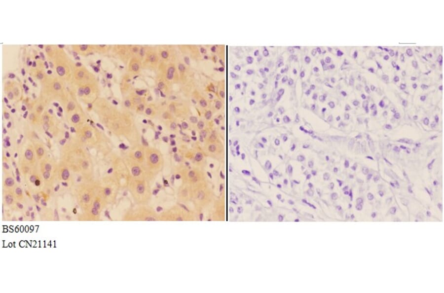 Anti-AGP-2 Antibody from Bioworld Technology (BS60097) - Antibodies.com