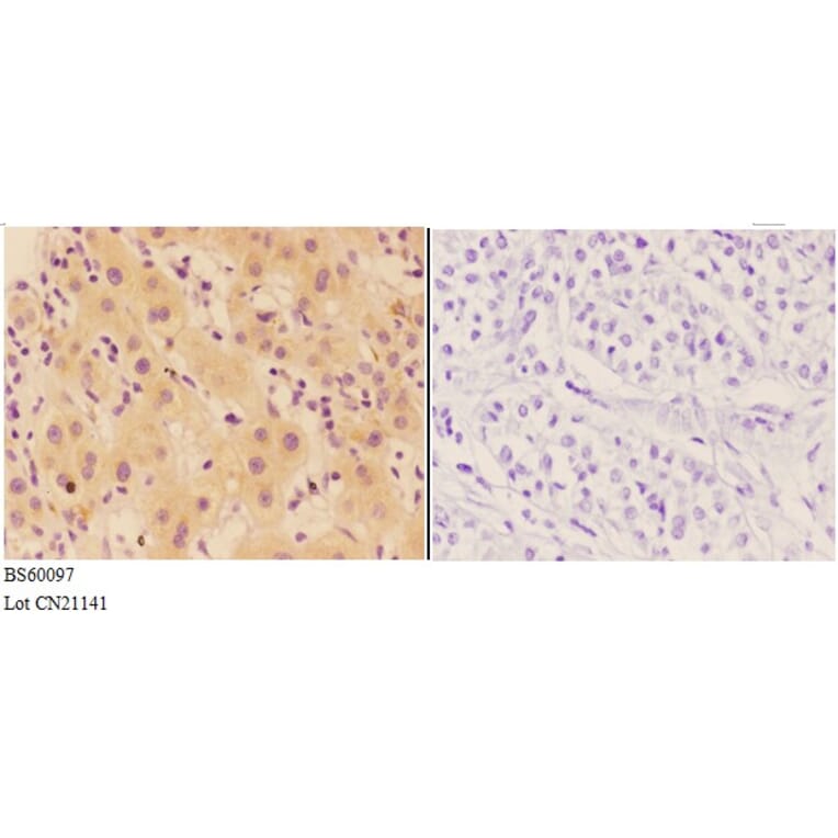 Anti-AGP-2 Antibody from Bioworld Technology (BS60097) - Antibodies.com