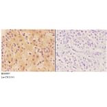 Anti-AGP-2 Antibody from Bioworld Technology (BS60097) - Antibodies.com