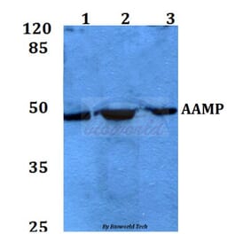 Anti-AAMP Antibody from Bioworld Technology (BS60099) - Antibodies.com