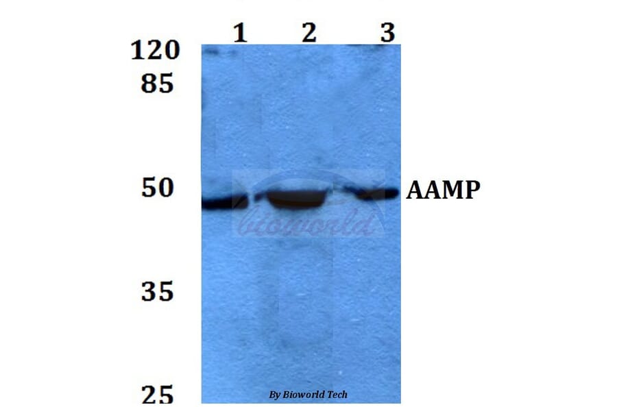 Anti-AAMP Antibody from Bioworld Technology (BS60099) - Antibodies.com
