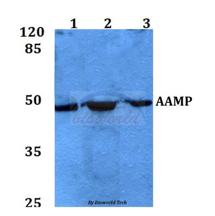 Anti-AAMP Antibody from Bioworld Technology (BS60099) - Antibodies.com