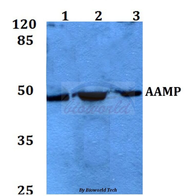 Anti-AAMP Antibody from Bioworld Technology (BS60099) - Antibodies.com
