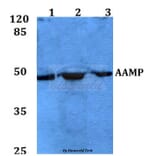 Anti-AAMP Antibody from Bioworld Technology (BS60099) - Antibodies.com