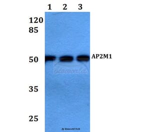 Anti-AP2M1 Antibody from Bioworld Technology (BS60101) - Antibodies.com