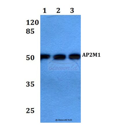 Anti-AP2M1 Antibody from Bioworld Technology (BS60101) - Antibodies.com