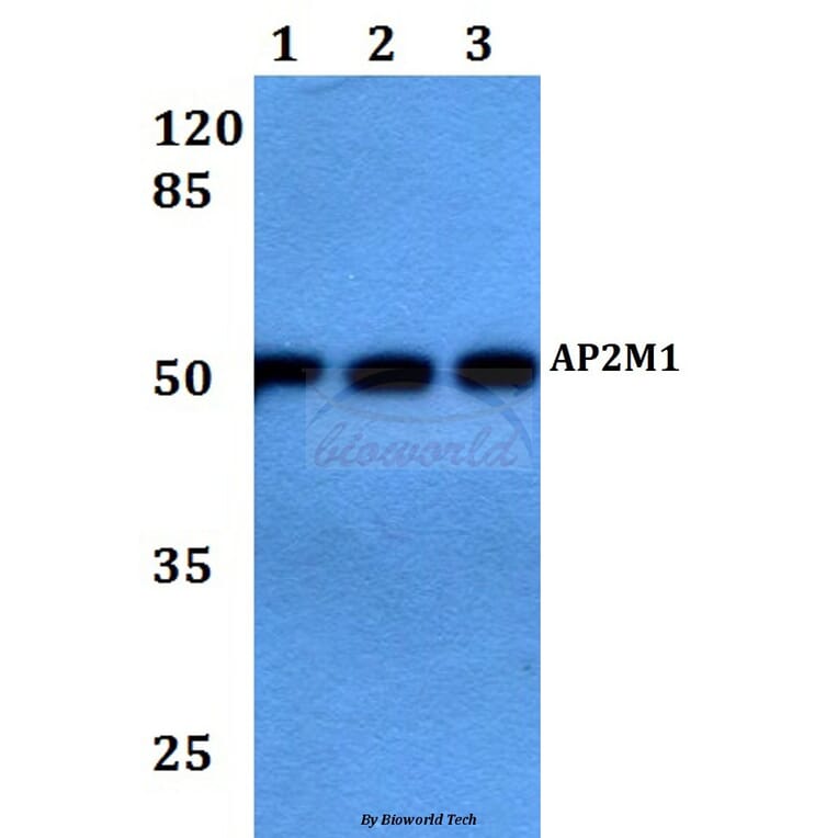 Anti-AP2M1 Antibody from Bioworld Technology (BS60101) - Antibodies.com