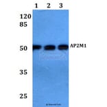 Anti-AP2M1 Antibody from Bioworld Technology (BS60101) - Antibodies.com