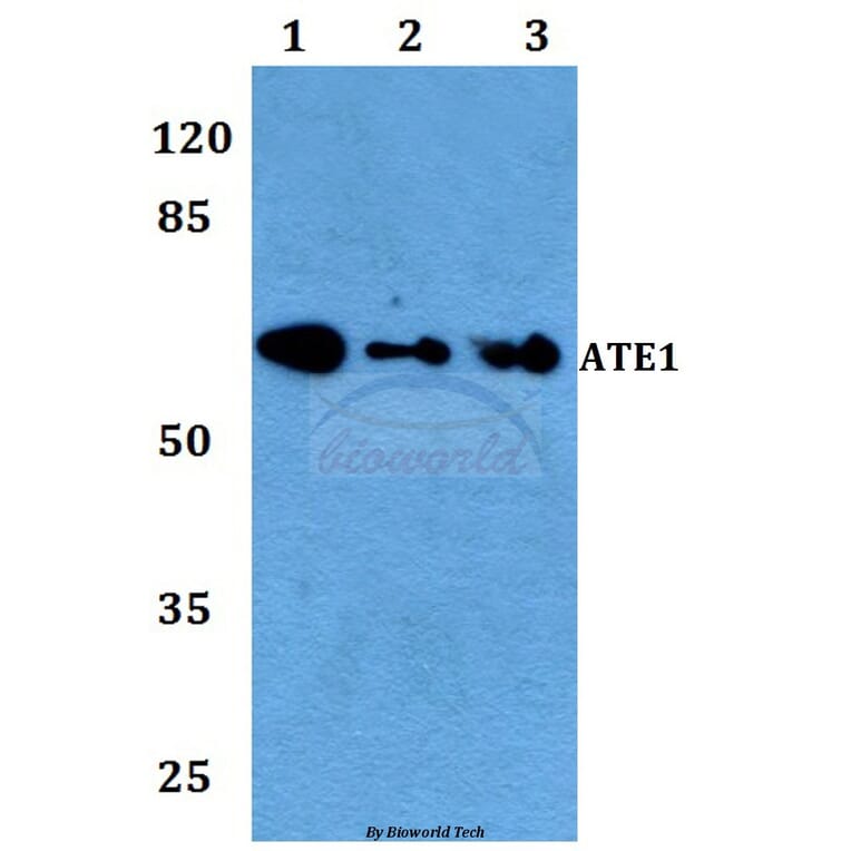 Anti-ATE1 Antibody from Bioworld Technology (BS60103) - Antibodies.com