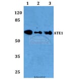 Anti-ATE1 Antibody from Bioworld Technology (BS60103) - Antibodies.com