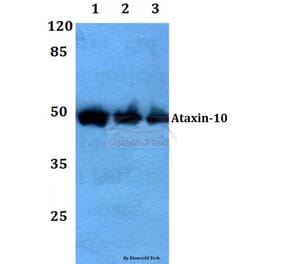 Anti-Ataxin-10 Antibody from Bioworld Technology (BS60104) - Antibodies.com