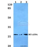 Anti-MT-ATP6 Antibody from Bioworld Technology (BS60105) - Antibodies.com