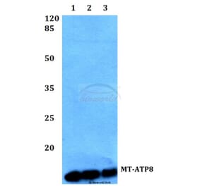 Anti-MT-ATP8 Antibody from Bioworld Technology (BS60106) - Antibodies.com