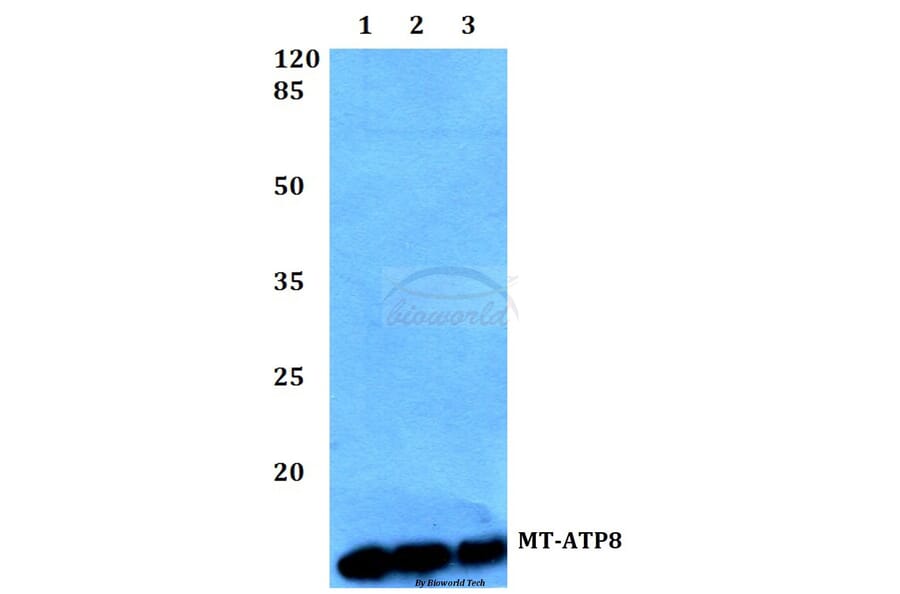 Anti-MT-ATP8 Antibody from Bioworld Technology (BS60106) - Antibodies.com