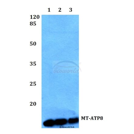 Anti-MT-ATP8 Antibody from Bioworld Technology (BS60106) - Antibodies.com