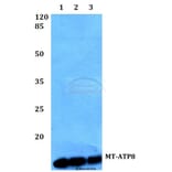 Anti-MT-ATP8 Antibody from Bioworld Technology (BS60106) - Antibodies.com