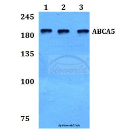 Anti-ABCA5 Antibody from Bioworld Technology (BS60107) - Antibodies.com
