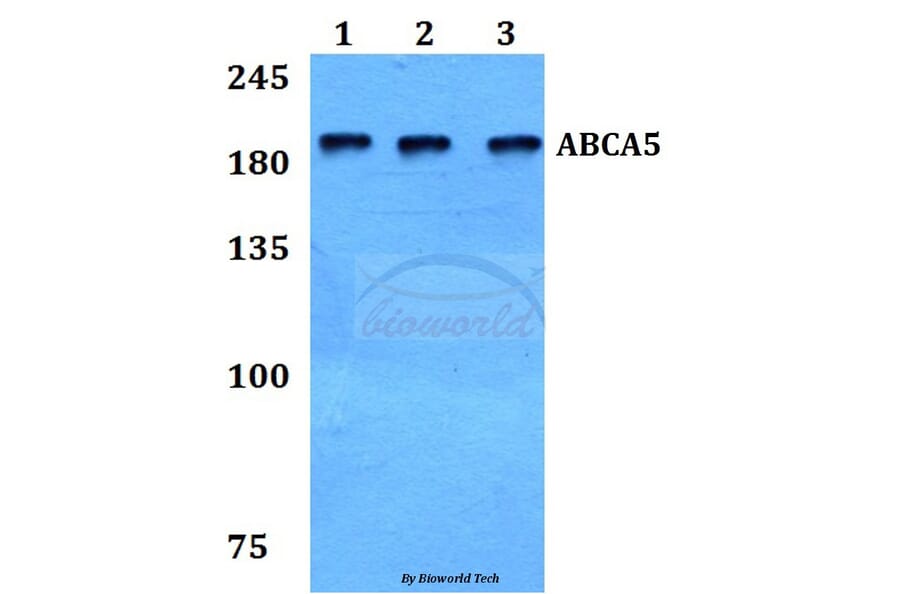 Anti-ABCA5 Antibody from Bioworld Technology (BS60107) - Antibodies.com