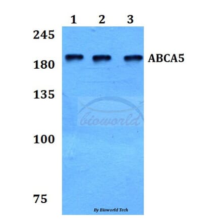 Anti-ABCA5 Antibody from Bioworld Technology (BS60107) - Antibodies.com