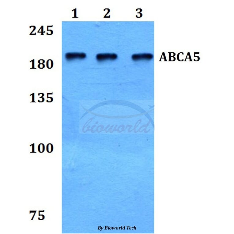 Anti-ABCA5 Antibody from Bioworld Technology (BS60107) - Antibodies.com