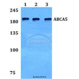 Anti-ABCA5 Antibody from Bioworld Technology (BS60107) - Antibodies.com