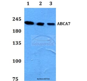 Anti-ABCA7 Antibody from Bioworld Technology (BS60108) - Antibodies.com
