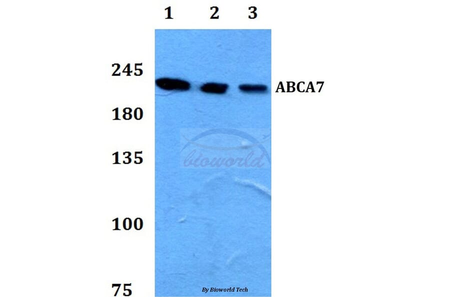 Anti-ABCA7 Antibody from Bioworld Technology (BS60108) - Antibodies.com
