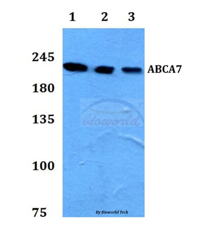 Anti-ABCA7 Antibody from Bioworld Technology (BS60108) - Antibodies.com