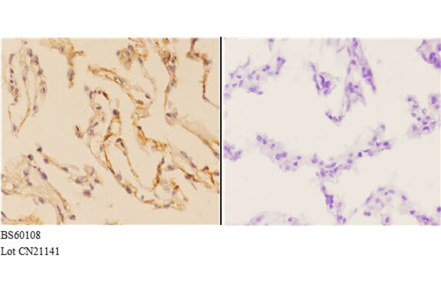 Anti-ABCA7 Antibody from Bioworld Technology (BS60108) - Antibodies.com
