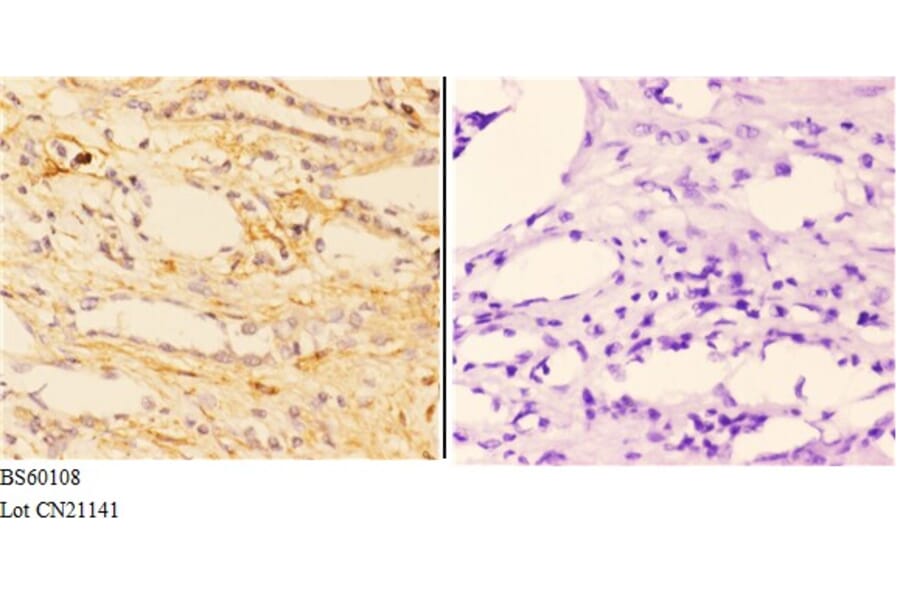 Anti-ABCA7 Antibody from Bioworld Technology (BS60108) - Antibodies.com