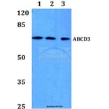 Anti-ABCD3 Antibody from Bioworld Technology (BS60111) - Antibodies.com
