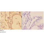 Anti-ABCD3 Antibody from Bioworld Technology (BS60111) - Antibodies.com