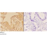 Anti-ABCD3 Antibody from Bioworld Technology (BS60111) - Antibodies.com