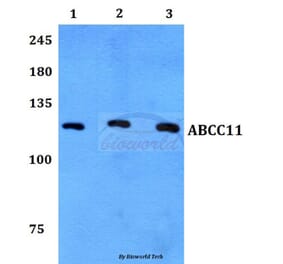 Anti-ABCC11 Antibody from Bioworld Technology (BS60113) - Antibodies.com