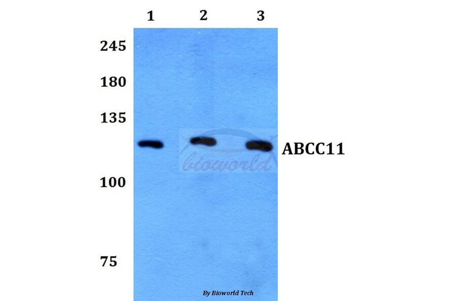 Anti-ABCC11 Antibody from Bioworld Technology (BS60113) - Antibodies.com