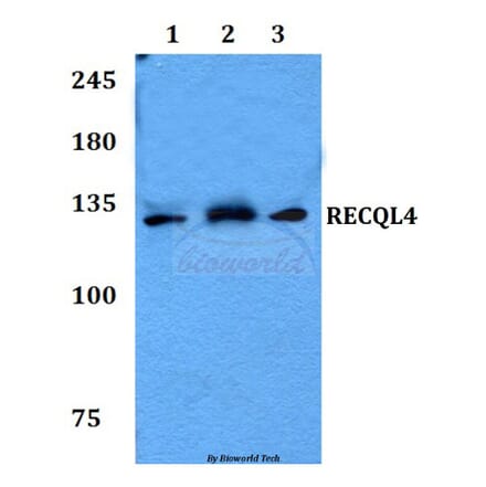 Anti-RECQL4 Antibody from Bioworld Technology (BS60115) - Antibodies.com