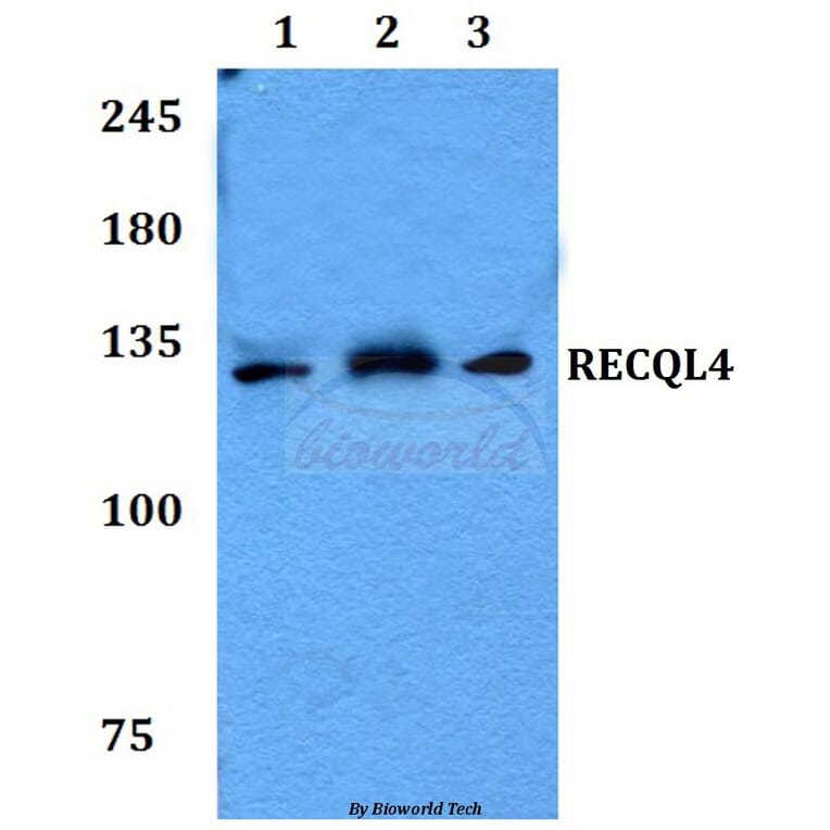 Anti-RECQL4 Antibody from Bioworld Technology (BS60115) - Antibodies.com