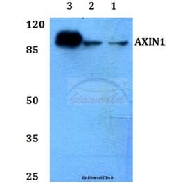 Anti-AXIN1 Antibody from Bioworld Technology (BS60118) - Antibodies.com