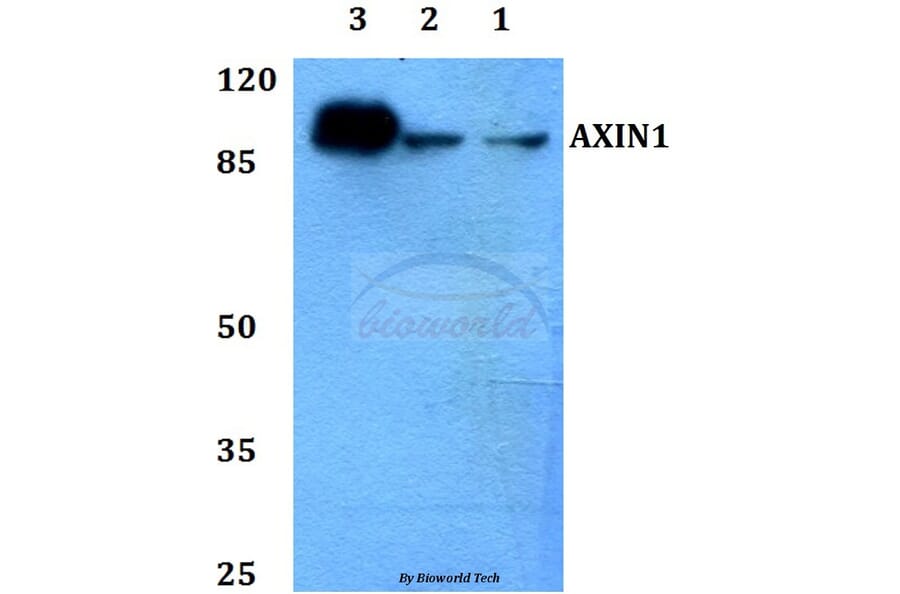 Anti-AXIN1 Antibody from Bioworld Technology (BS60118) - Antibodies.com