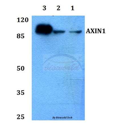 Anti-AXIN1 Antibody from Bioworld Technology (BS60118) - Antibodies.com