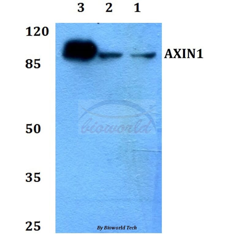 Anti-AXIN1 Antibody from Bioworld Technology (BS60118) - Antibodies.com