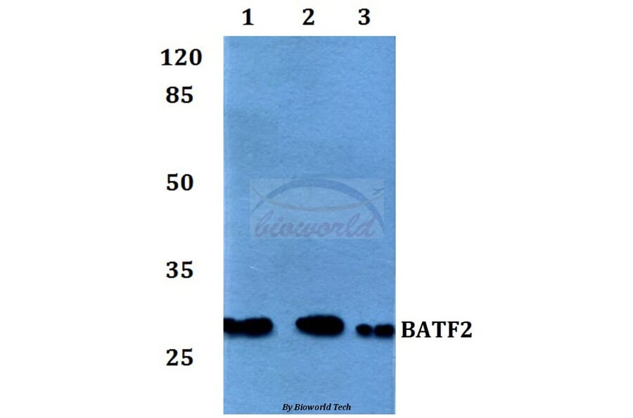 Anti-BATF2 Antibody from Bioworld Technology (BS60119) - Antibodies.com