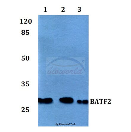 Anti-BATF2 Antibody from Bioworld Technology (BS60119) - Antibodies.com