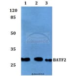 Anti-BATF2 Antibody from Bioworld Technology (BS60119) - Antibodies.com