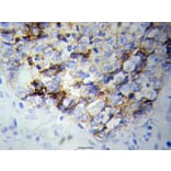 Anti-NEFL Antibody from Bioworld Technology (BS6012) - Antibodies.com