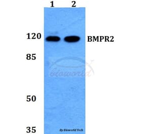 Anti-BMPR2 Antibody from Bioworld Technology (BS60120) - Antibodies.com