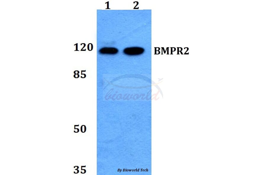 Anti-BMPR2 Antibody from Bioworld Technology (BS60120) - Antibodies.com