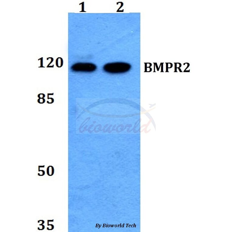 Anti-BMPR2 Antibody from Bioworld Technology (BS60120) - Antibodies.com