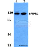 Anti-BMPR2 Antibody from Bioworld Technology (BS60120) - Antibodies.com