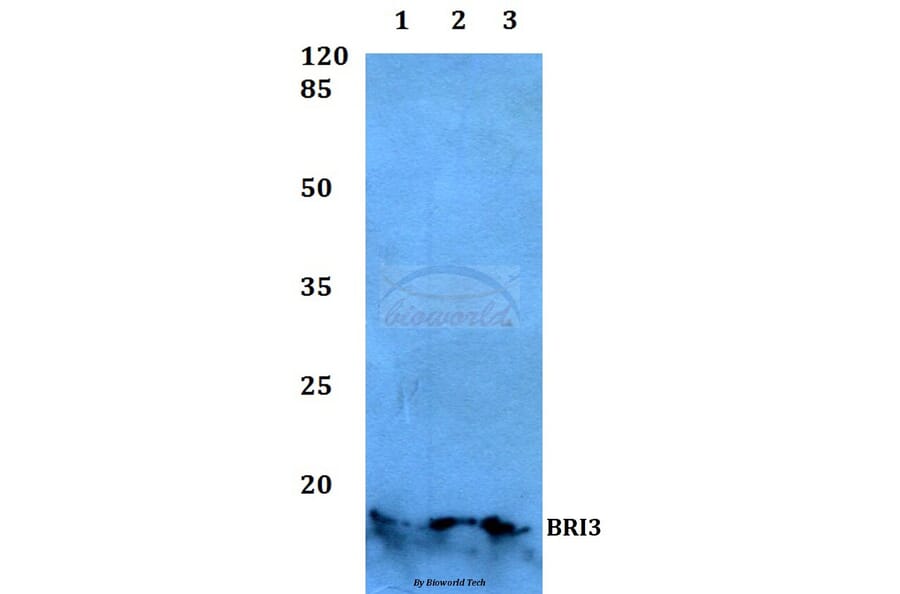 Anti-BRI3 Antibody from Bioworld Technology (BS60121) - Antibodies.com